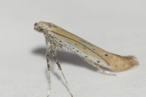 Aspilapteryx tringipennella